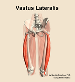 The vastus lateralis muscle of the thigh - orientation 14