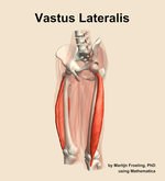 The vastus lateralis muscle of the thigh - orientation 15