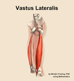 The vastus lateralis muscle of the thigh - orientation 16