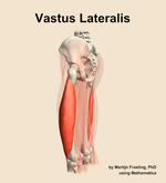 The vastus lateralis muscle of the thigh - orientation 2