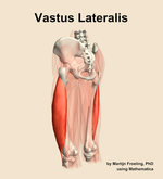 The vastus lateralis muscle of the thigh - orientation 3