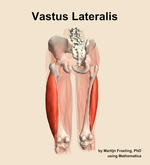 The vastus lateralis muscle of the thigh - orientation 4