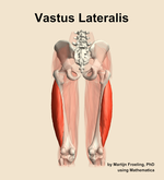 The vastus lateralis muscle of the thigh - orientation 5