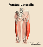 The vastus lateralis muscle of the thigh - orientation 6