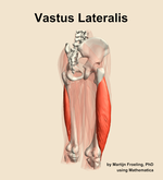 The vastus lateralis muscle of the thigh - orientation 7