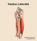 The vastus lateralis muscle of the thigh - orientation 8