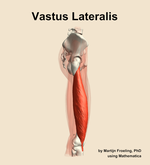 The vastus lateralis muscle of the thigh - orientation 9