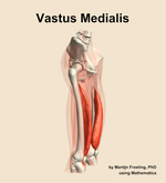 The vastus medialis muscle of the thigh - orientation 10