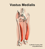 The vastus medialis muscle of the thigh - orientation 11