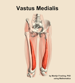 The vastus medialis muscle of the thigh - orientation 12
