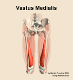The vastus medialis muscle of the thigh - orientation 13