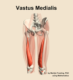 The vastus medialis muscle of the thigh - orientation 14