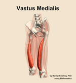 The vastus medialis muscle of the thigh - orientation 15
