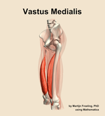 The vastus medialis muscle of the thigh - orientation 16