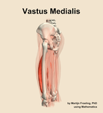 The vastus medialis muscle of the thigh - orientation 2