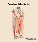 The vastus medialis muscle of the thigh - orientation 3