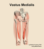 The vastus medialis muscle of the thigh - orientation 4