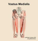 The vastus medialis muscle of the thigh - orientation 5