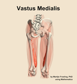 The vastus medialis muscle of the thigh - orientation 6
