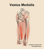 The vastus medialis muscle of the thigh - orientation 7