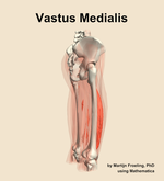 The vastus medialis muscle of the thigh - orientation 8