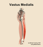 The vastus medialis muscle of the thigh - orientation 9