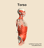 Muscles of the Torso - orientation 10
