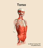 Muscles of the Torso - orientation 11