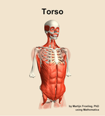 Muscles of the Torso - orientation 12
