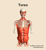 Muscles of the Torso - orientation 13