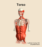 Muscles of the Torso - orientation 14