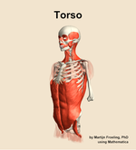 Muscles of the Torso - orientation 15