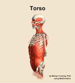 Muscles of the Torso - orientation 16