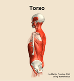 Muscles of the Torso - orientation 2
