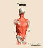 Muscles of the Torso - orientation 4