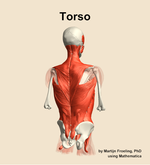 Muscles of the Torso - orientation 6