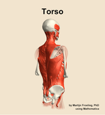 Muscles of the Torso - orientation 7
