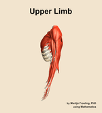 Muscles of the Upper Limb - orientation 1