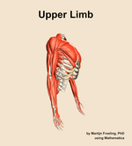 Muscles of the Upper Limb - orientation 10