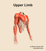 Muscles of the Upper Limb - orientation 11