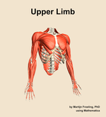 Muscles of the Upper Limb - orientation 12