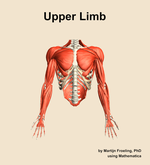 Muscles of the Upper Limb - orientation 13