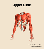 Muscles of the Upper Limb - orientation 14
