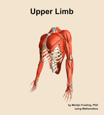 Muscles of the Upper Limb - orientation 15