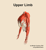 Muscles of the Upper Limb - orientation 16