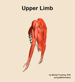 Muscles of the Upper Limb - orientation 2