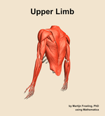 Muscles of the Upper Limb - orientation 3