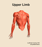 Muscles of the Upper Limb - orientation 4