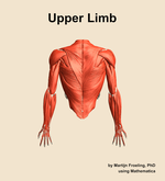 Muscles of the Upper Limb - orientation 5