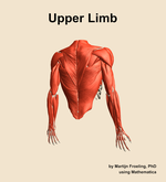 Muscles of the Upper Limb - orientation 6
